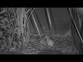 Second Egg Starts Hatching On Great Horned Owl Cam April 9 2026