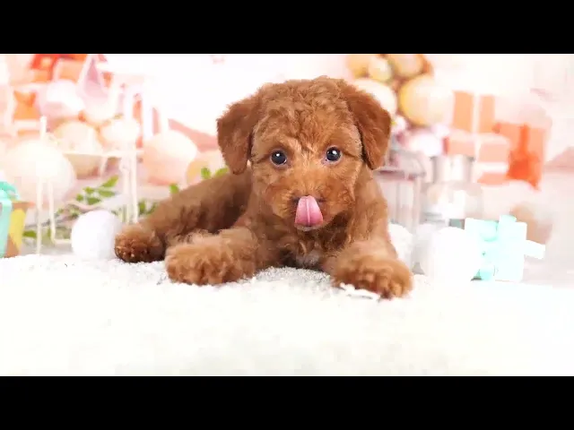 動画