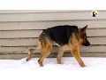 German Shepherd With Short Spine Syndrome Just Wants Love The Dodo