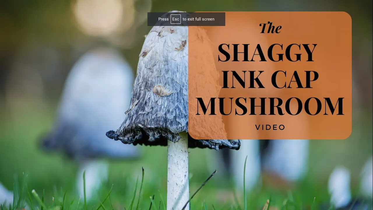 Shaggy Ink Cap Mushrooms: The Lawyers Wig