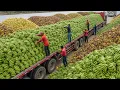 Download Lagu 31 Harvests So Massive They Look Unreal – And They're Making Farmers Millions of Dollars