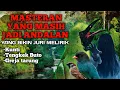Download Lagu MASTERAN CUCAK IJO SANG JUARA🏆 KUNTI,TENGKEK BUTO,GREJA TARUNG #cucakijo #cucakijogacor #kicaumania