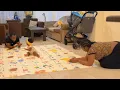 Download Lagu Is Daughter Really Father's Daughter 🤭 Well Come See For Yourself 🥰😍