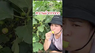 ลูกฟิกหรือมะเดื่อฝรั่งดีต่อสุขภาพมากนะ ปลูกง่ายด้วย #ชีวิตแม่บ้านญี่ปุ่น #มะเดื่อฝรั่ง  #บ้านและสวน