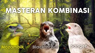 masteran kombinasi mozambik vs blackthroat vs sanger