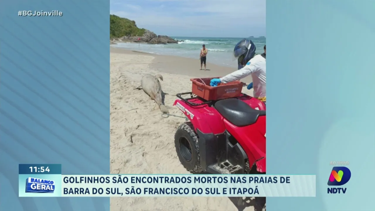 Golfinhos são encontrados mortos nas praias de Barra do Sul, São Francisco do Sul e Itapoá
