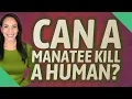 Can a manatee kill a human