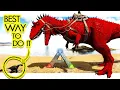 How to PERFECT Tame The Carcharodontosaurus - Guaranteed 99 7