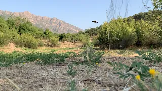 اعلي صيد الحسون في طريقة شبكة هوايه  اعلي صيد الحسون في طريقة شبكة هوايه