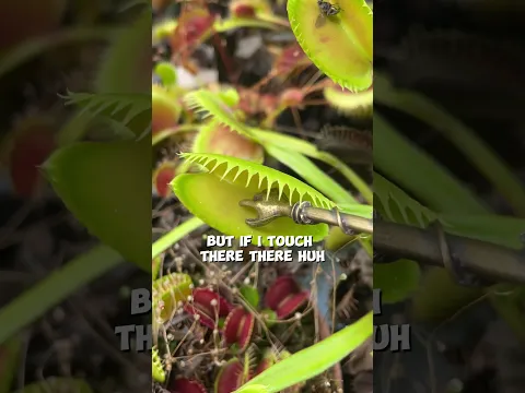 VENUS FLYTRAP - CARNIVOROUS PLANT #funnyshorts