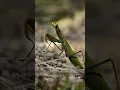 CRAZY fact about PRAYING MANTIS