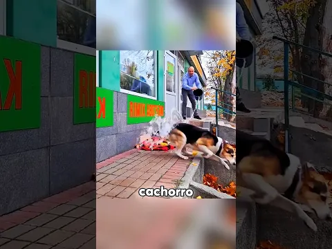 Ele expulsou o cachorro sem saber o que ele fazia todos os dias 🥺🐶