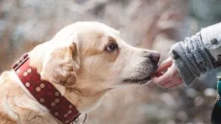 ما هو السر وراء وفاء الكلاب GZ 