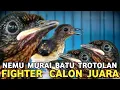 Download Lagu REJEKI YANG BELI || MURAI BATU TROTOL FIGHTER NGEPLONG CALON JUARA !!!