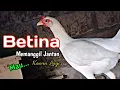 Download Lagu Suara ayam betina ingin kawin ngekek abissss...