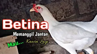 Download Suara ayam betina ingin kawin ngekek abissss... MP3