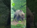 Download Lagu Jak se chovat při setkání s medvědem?
