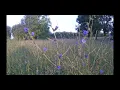 Download Lagu Spot on biodiversity - Wilde cichorei - Cichorium intybus - 02.07.205