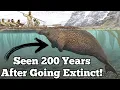 Download Lagu The Last Confirmed Sightings of Four Extinct Animals