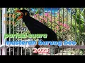 Lagu masteran# burung beo suara keras buat terapi beo bahan@suryabeo
