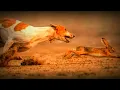 Download Lagu Vettai Status| Dog Lover Status| வேட்டை வெறியன்ஸ்| Chippiparai Dog Lover Status| Nayakkar parambarai
