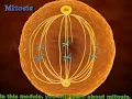 MITOSIS 3D ANIMATION phases of mitosis PROPHASE METAPHASE ANAPHASE TELOPHASE