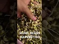 Download Lagu MUNG BEANS sprouts for your dish | mung grašak