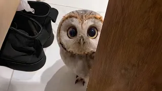 You've NEVER Seen Owls THIS Cute! 🤣 Hilarious Owls Video