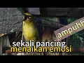 Download Lagu SUARA PLECI GACOR MANGGIL LAWAN||AMPUH UNTUK PANCINGAN PLECI BAHAN AGAR CEPAT BUNYI