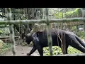 Download Lagu suara leopard, jaguar, macan kumbang, cheetah.. sounds of leopard voice.