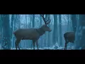 Laura Marling - What He Wrote / OST Testről és lélekről (Music video)