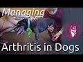 Tips for Managing Arthritis in Dogs