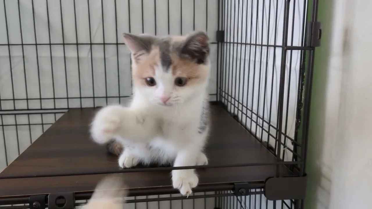 動画