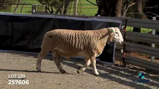                دندنها