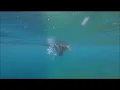 Volcano Choir - Byegone (Unofficial Video)