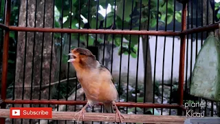 great job the sound of the sloth canary chirping