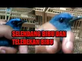 Lagu Tips membedakan selendang biru dan tledekan biru