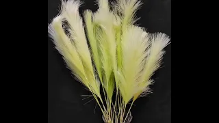 فروووع الريشة طرحت عند إبن جادو دندنها