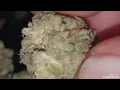 Reviewing supply s gush mints 21an older only NFSOT ever