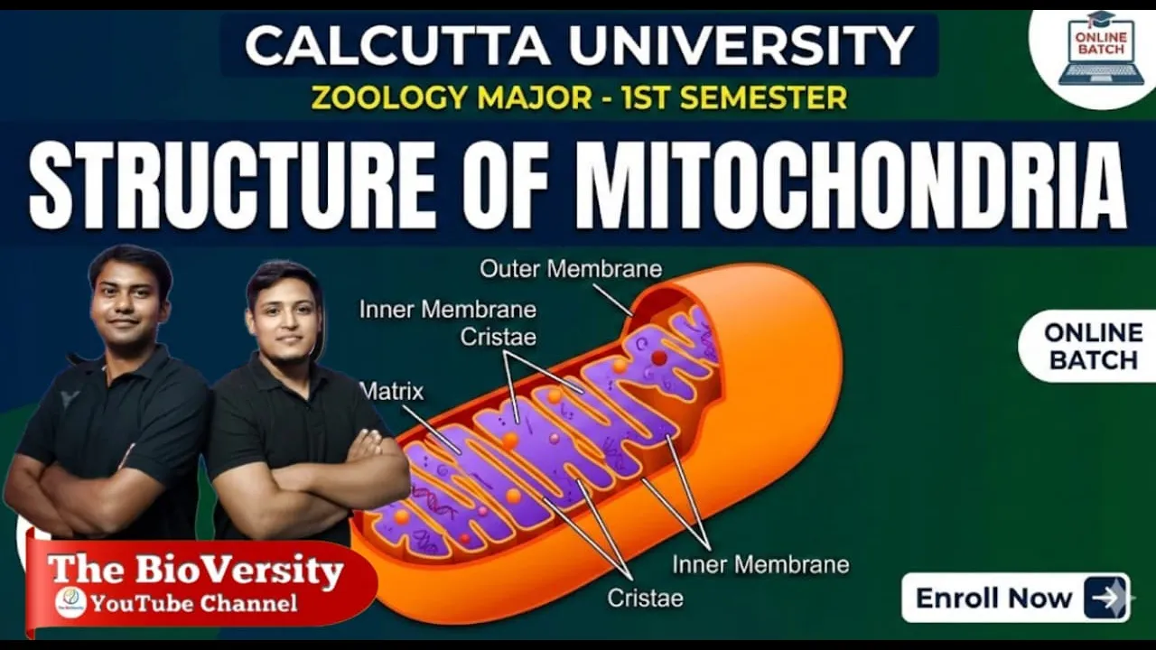 Structure of Mitochondria | Calcutta University Zoology 1st Sem #calcuttauniversity  #zoologyhonours