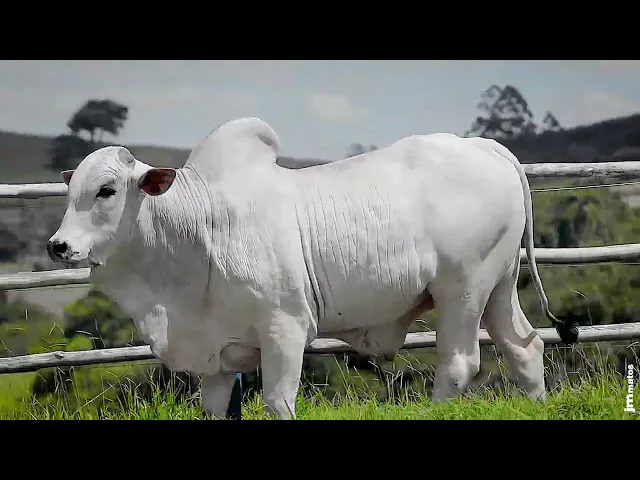 Touro Nelore SGN - 2634