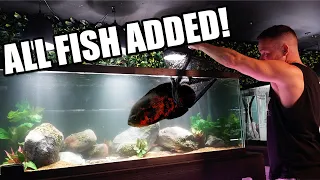 Oscar fish added to aquarium