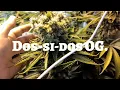 Grandmommy Purple Mimosa Shot and Dos-si-dos OG from Herbies Seeds week 6-7 update