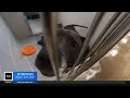 Baltimore animal shelter in crisis looking for people to adopt pets
