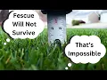 Tall Fescue The Most Versatile Grass Type Cut at 1 Inch