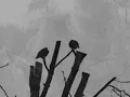 The Cinematic Orchestra- First Light (VIDEO)