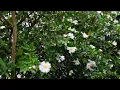 Download Lagu Sasanqua Camellia (Camellia sasanqua)