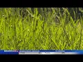 What Is Ragweed What s It Doing To Us