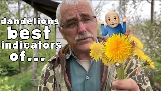 Download DANDELIONS are the BEST INDICATORS of... MP3