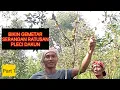 Download Lagu CARA PIKAT PLECI INI BIKIN GELENG KEPALA                                   #CARAPIKAT    #PIKATPLECI